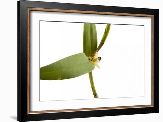 Scaphyglottis Prolifera.Petal1-Fabio Petroni-Framed Photographic Print