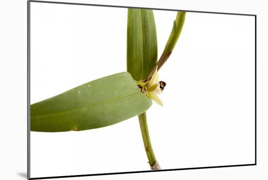 Scaphyglottis Prolifera.Petal1-Fabio Petroni-Mounted Photographic Print