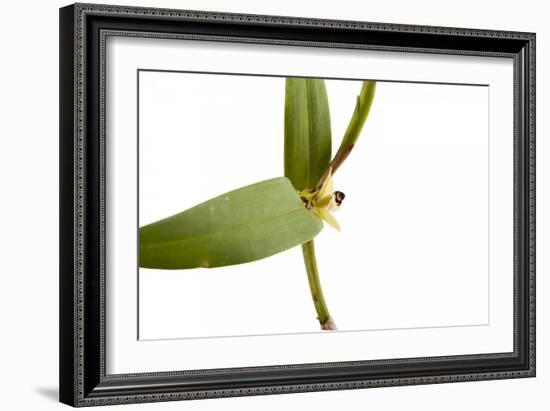 Scaphyglottis Prolifera.Petal1-Fabio Petroni-Framed Photographic Print