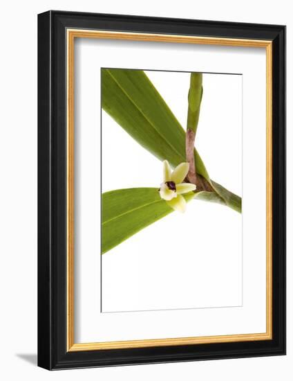 Scaphyglottis Prolifera.Petal-Fabio Petroni-Framed Photographic Print