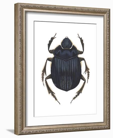 Scarab Beetle (Canthon Pilularius), Insects-Encyclopaedia Britannica-Framed Art Print