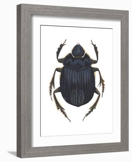 Scarab Beetle (Canthon Pilularius), Insects-Encyclopaedia Britannica-Framed Art Print