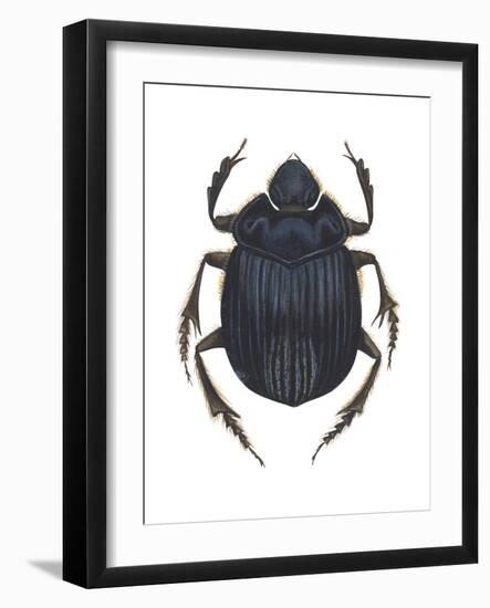 Scarab Beetle (Canthon Pilularius), Insects-Encyclopaedia Britannica-Framed Art Print