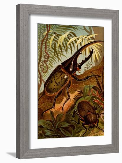 Scarab Beetles-F.W. Kuhnert-Framed Art Print