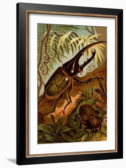 Scarab Beetles-F.W. Kuhnert-Framed Art Print