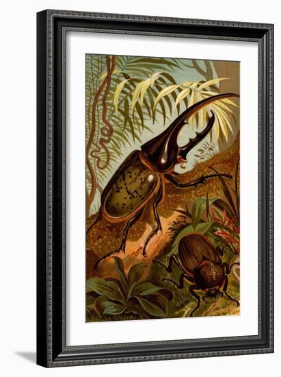 Scarab Beetles-F.W. Kuhnert-Framed Art Print