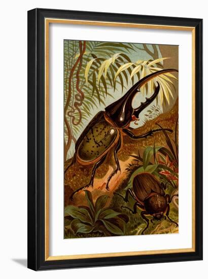 Scarab Beetles-F.W. Kuhnert-Framed Art Print
