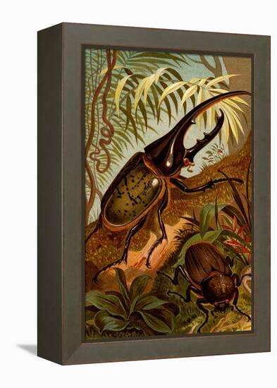 Scarab Beetles-F.W. Kuhnert-Framed Stretched Canvas