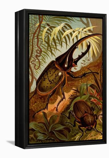 Scarab Beetles-F.W. Kuhnert-Framed Stretched Canvas