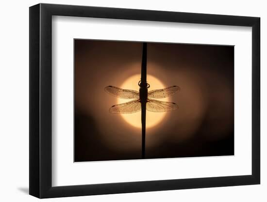 Scarce Chaser dragonfly silhouetted against the rising sun, UK-Ross Hoddinott-Framed Photographic Print