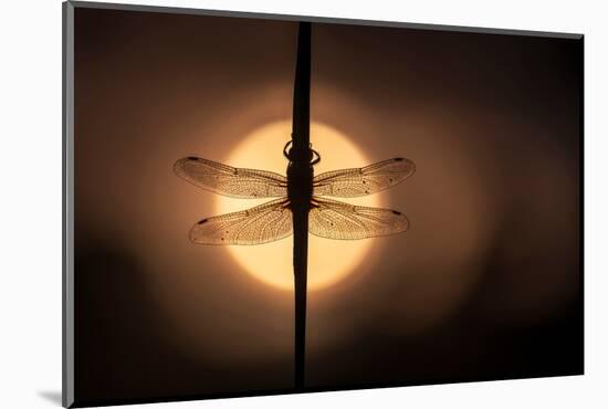 Scarce Chaser dragonfly silhouetted against the rising sun, UK-Ross Hoddinott-Mounted Photographic Print