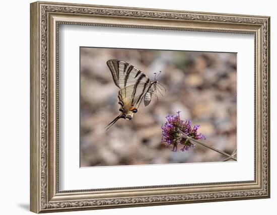 Scarce swallowtail butterfly landing on a flower, Italy-Paul Harcourt Davies-Framed Photographic Print