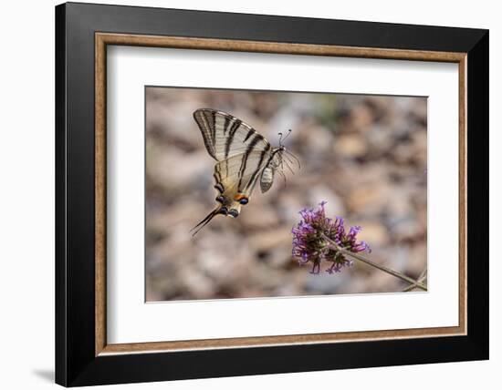 Scarce swallowtail butterfly landing on a flower, Italy-Paul Harcourt Davies-Framed Photographic Print