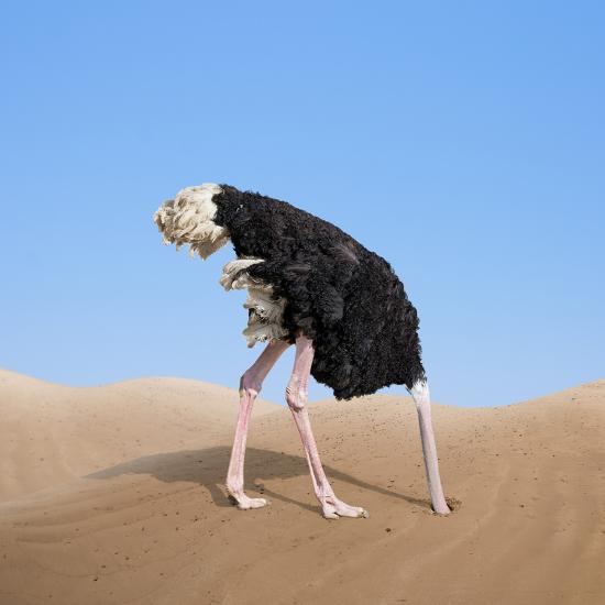 Scared Ostrich Burying its Head in Sand Concept Photographic Print by