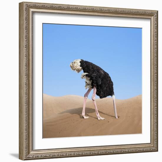 Scared Ostrich Burying its Head in Sand Concept-Andrey_Kuzmin-Framed Photographic Print