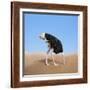 Scared Ostrich Burying its Head in Sand Concept-Andrey_Kuzmin-Framed Photographic Print