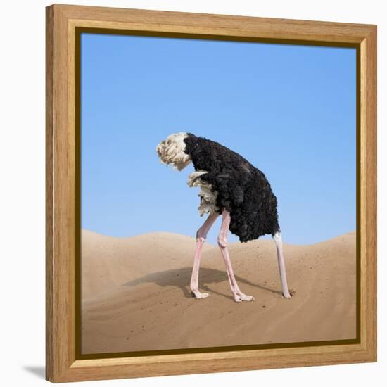 Scared Ostrich Burying its Head in Sand Concept-Andrey_Kuzmin-Framed Stretched Canvas