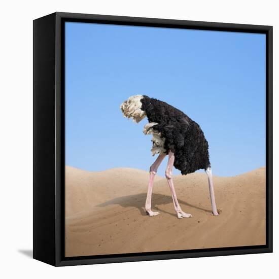 Scared Ostrich Burying its Head in Sand Concept-Andrey_Kuzmin-Framed Stretched Canvas