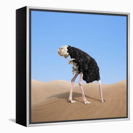 Scared Ostrich Burying its Head in Sand Concept-Andrey_Kuzmin-Framed Stretched Canvas