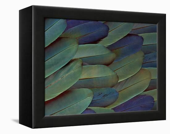 Scarlet and Blue Gold Macaw Wing Feathers-Darrell Gulin-Framed Premier Image Canvas