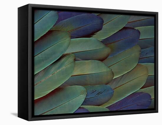 Scarlet and Blue Gold Macaw Wing Feathers-Darrell Gulin-Framed Premier Image Canvas