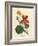 Scarlet and Yellow Flowered Greater Indian Cress, Tropaeolum Majus-James Sowerby-Framed Giclee Print