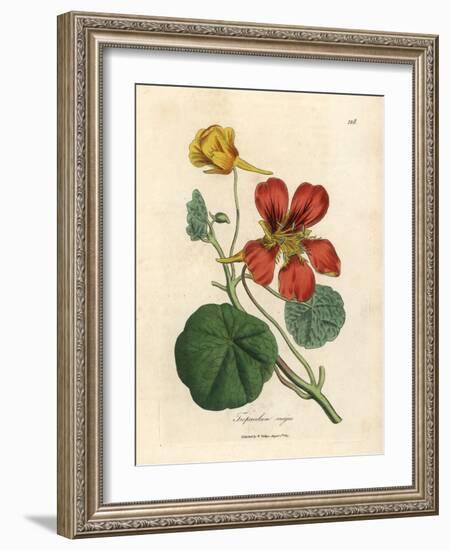 Scarlet and Yellow Flowered Greater Indian Cress, Tropaeolum Majus-James Sowerby-Framed Giclee Print