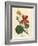 Scarlet and Yellow Flowered Greater Indian Cress, Tropaeolum Majus-James Sowerby-Framed Giclee Print