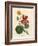 Scarlet and Yellow Flowered Greater Indian Cress, Tropaeolum Majus-James Sowerby-Framed Giclee Print