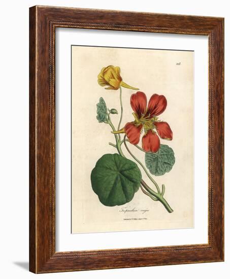 Scarlet and Yellow Flowered Greater Indian Cress, Tropaeolum Majus-James Sowerby-Framed Giclee Print