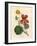 Scarlet and Yellow Flowered Greater Indian Cress, Tropaeolum Majus-James Sowerby-Framed Giclee Print