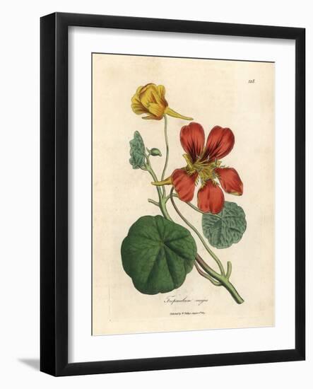 Scarlet and Yellow Flowered Greater Indian Cress, Tropaeolum Majus-James Sowerby-Framed Giclee Print