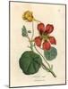 Scarlet and Yellow Flowered Greater Indian Cress, Tropaeolum Majus-James Sowerby-Mounted Giclee Print