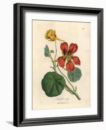 Scarlet and Yellow Flowered Greater Indian Cress, Tropaeolum Majus-James Sowerby-Framed Giclee Print