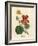 Scarlet and Yellow Flowered Greater Indian Cress, Tropaeolum Majus-James Sowerby-Framed Giclee Print