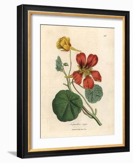 Scarlet and Yellow Flowered Greater Indian Cress, Tropaeolum Majus-James Sowerby-Framed Giclee Print