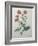 Scarlet Avens-Pierre-Joseph Redoute-Framed Art Print