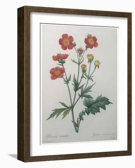 Scarlet Avens-Pierre-Joseph Redoute-Framed Art Print