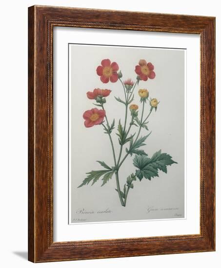 Scarlet Avens-Pierre-Joseph Redoute-Framed Art Print