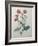 Scarlet Avens-Pierre-Joseph Redoute-Framed Art Print