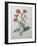 Scarlet Avens-Pierre-Joseph Redoute-Framed Art Print