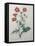 Scarlet Avens-Pierre-Joseph Redoute-Framed Stretched Canvas