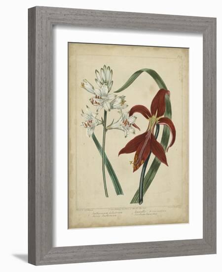 Scarlet Beauty II-Sydenham Edwards-Framed Art Print