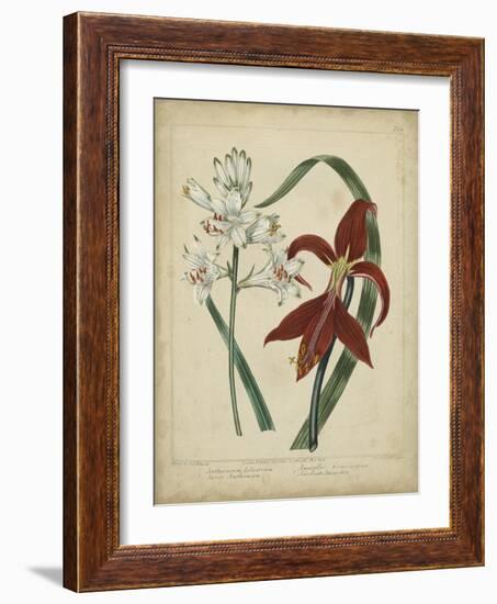 Scarlet Beauty II-Sydenham Edwards-Framed Art Print