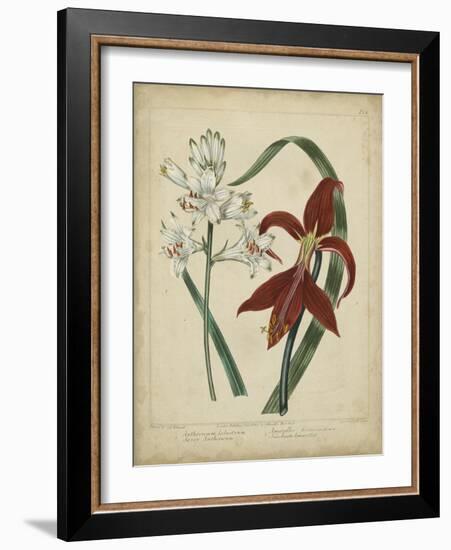 Scarlet Beauty II-Sydenham Edwards-Framed Art Print