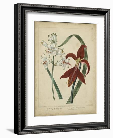 Scarlet Beauty II-Sydenham Edwards-Framed Art Print