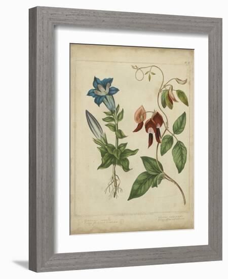 Scarlet Beauty III-Sydenham Edwards-Framed Art Print