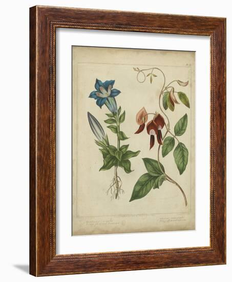 Scarlet Beauty III-Sydenham Edwards-Framed Art Print