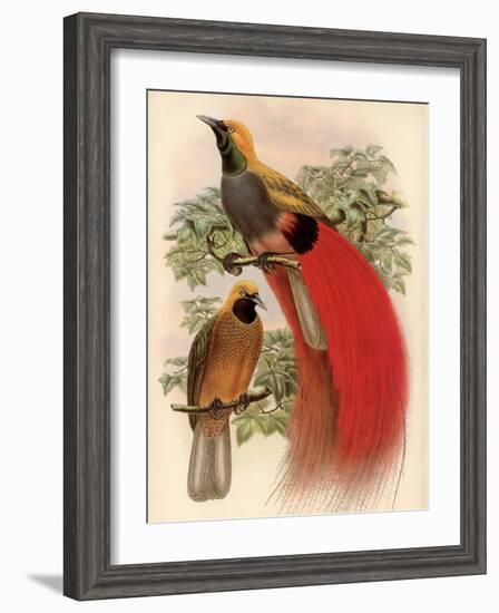 Scarlet Bird of Paradise-Alastair Reynolds-Framed Art Print