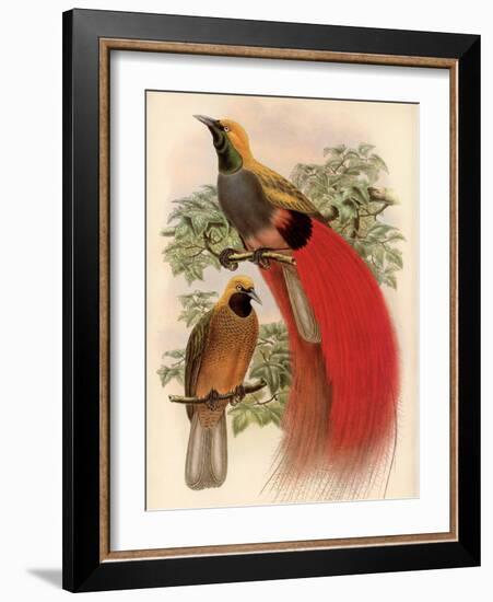 Scarlet Bird of Paradise-Alastair Reynolds-Framed Art Print